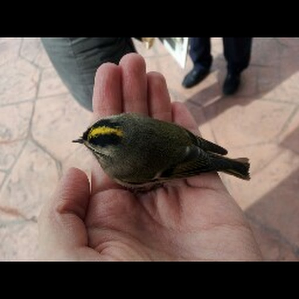 Meet your Posher, Eleni